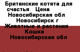 Британские котята для счастья › Цена ­ 4 000 - Новосибирская обл., Новосибирск г. Животные и растения » Кошки   . Новосибирская обл.